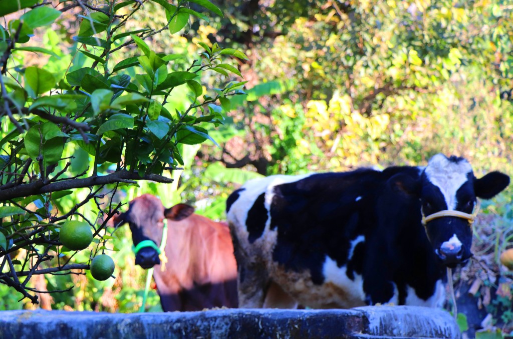 Organic Farming / Animal Husbandry – JJS Village Khurpatal, Nainital,  Uttarakhand