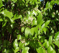 PREMNA BARBATA PREMNA BARBATA