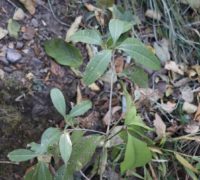 Sling Osthomus Sling Osthomus