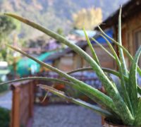 aloe vera aloe vera