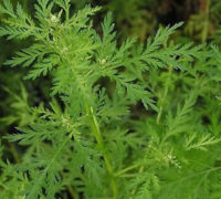 artemisia annua artemisia annua