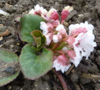 bergenia ciliata bergenia ciliata