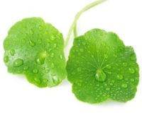brahmi brahmi