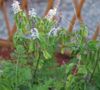 tulsi tulsi