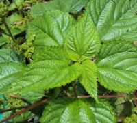 urtica parviflora urtica parviflora